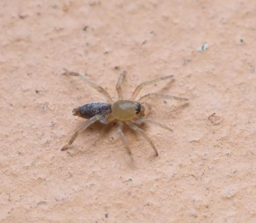 Clubiona sp.